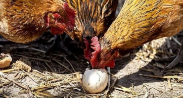 Kde je bílkovina obsažena a jak správně kuřatům bílkoviny podávat